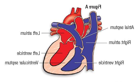 心脏的医学插图-图A